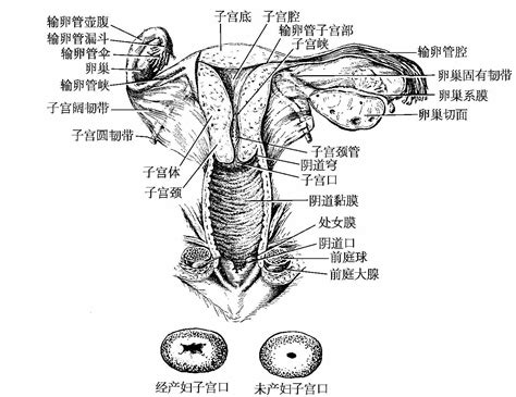 生殖器